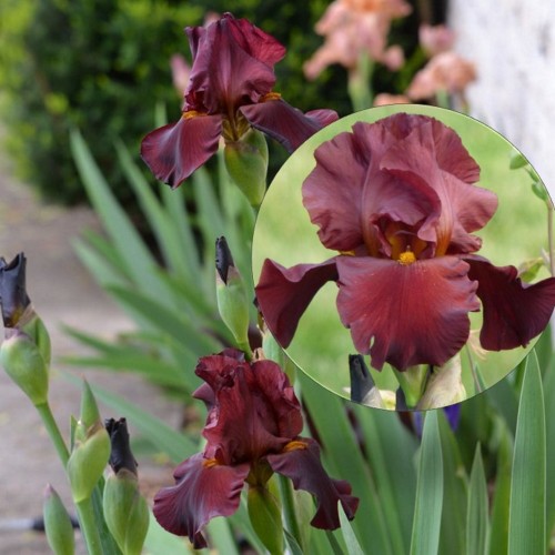 Iris germanica 'War Chief' - Aediiris 'War Chief' 